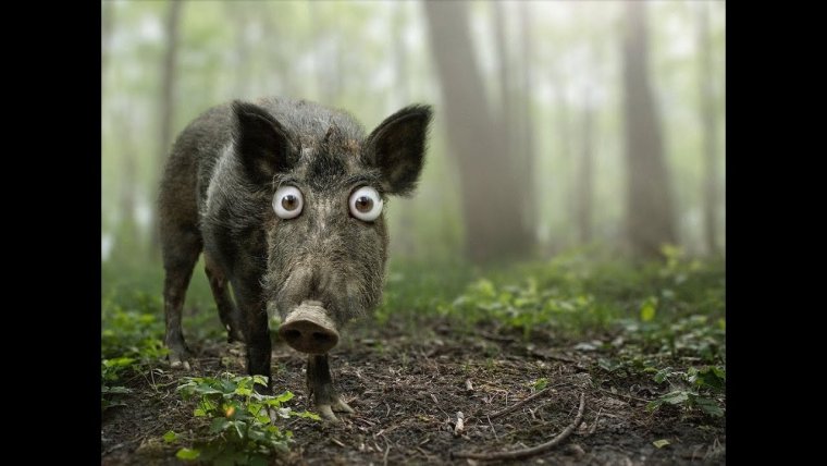 Удивленный кабан