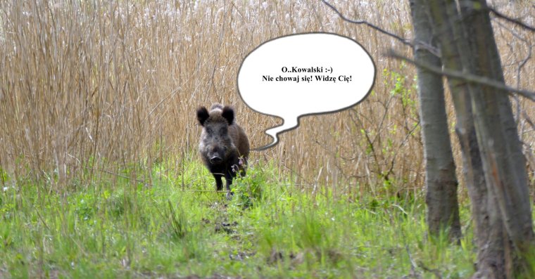 Свинка прикол