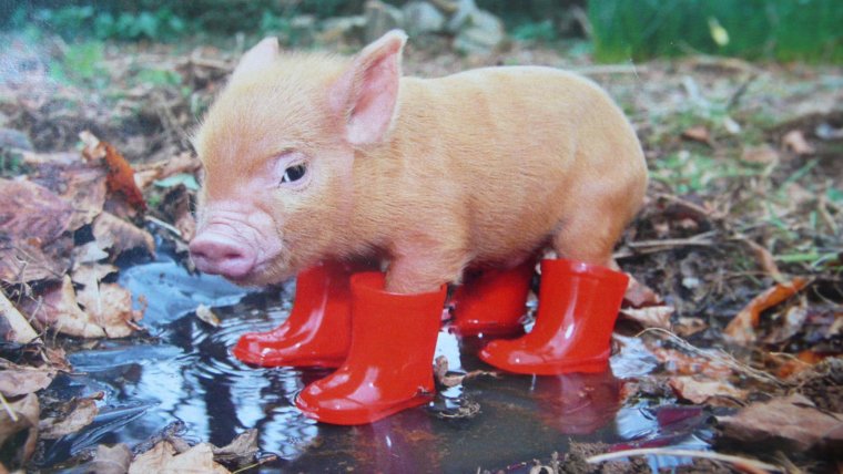 Клинок рассекающий демонов мемы