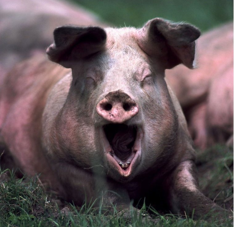 Кабан боров