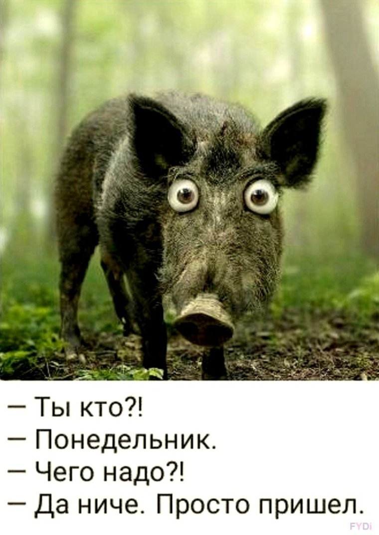 Кабан смешной