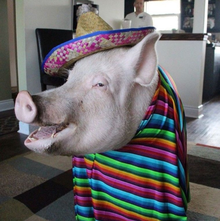 Свинья смеется