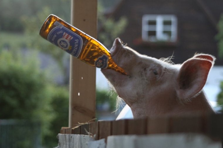 Превращение человека в свинью