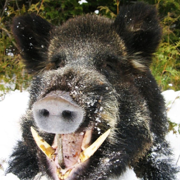 Свинья карикатура