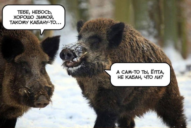 Смешные надписи кабан