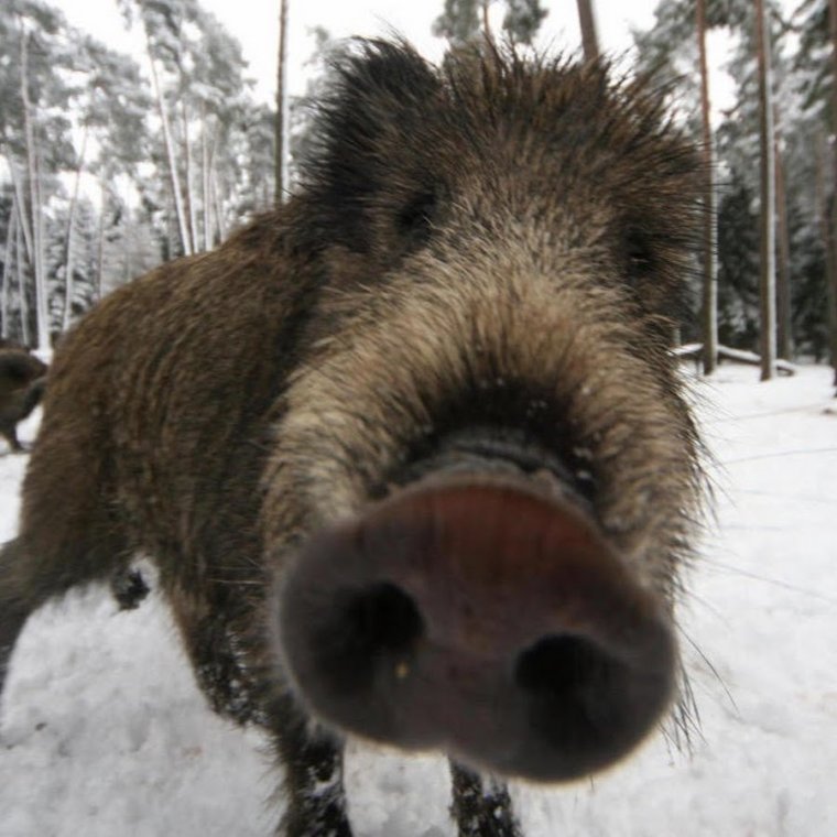 Кабаны мультяшные