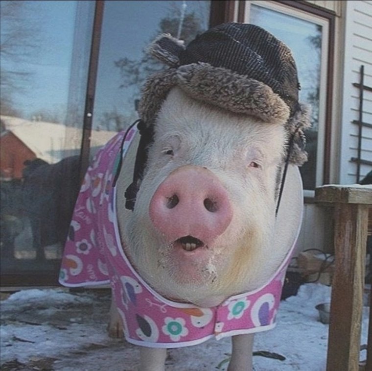 Хрюшка с пивом