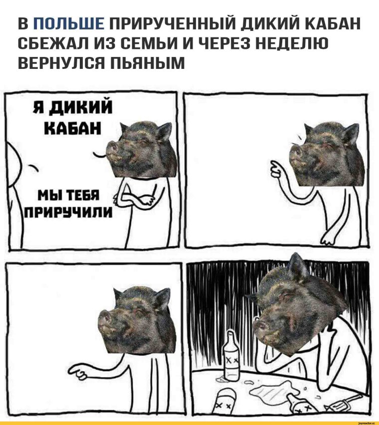 Красивый поросенок