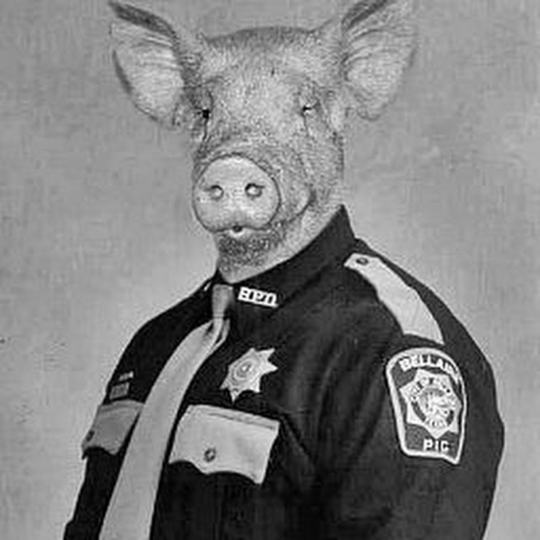 С днем рождения свинья