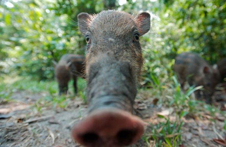 Дикая свинья