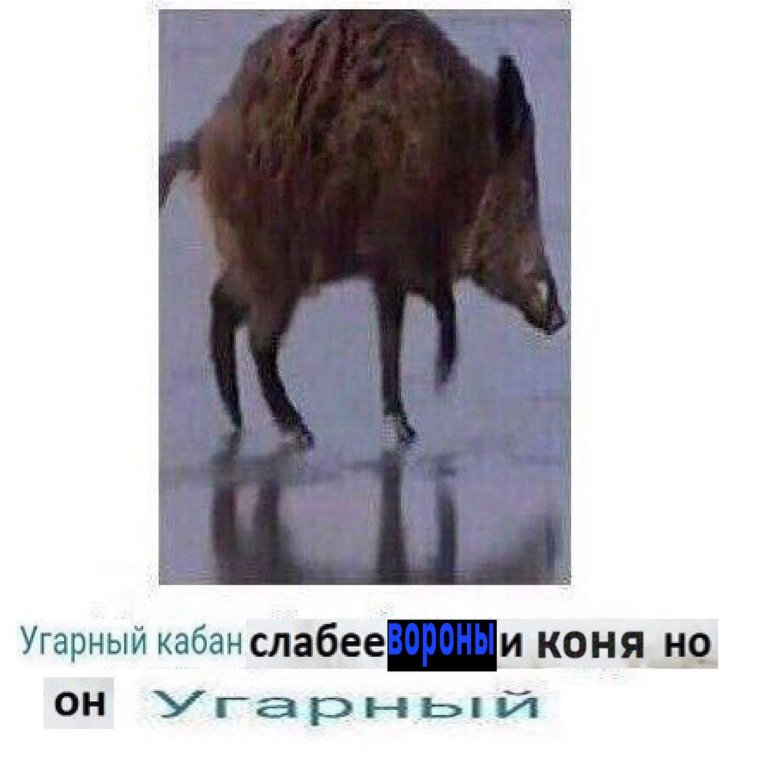 Смешные свиньи