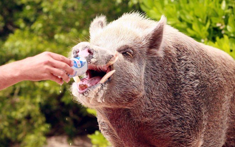 Дикий кабан мультяшный