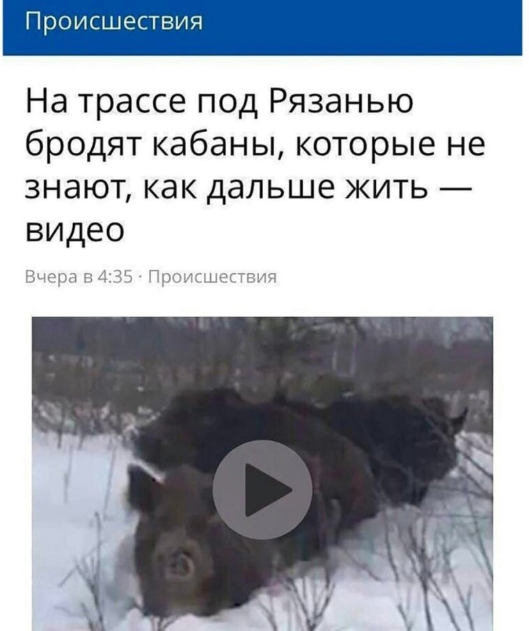 Мультяшные кабанчики