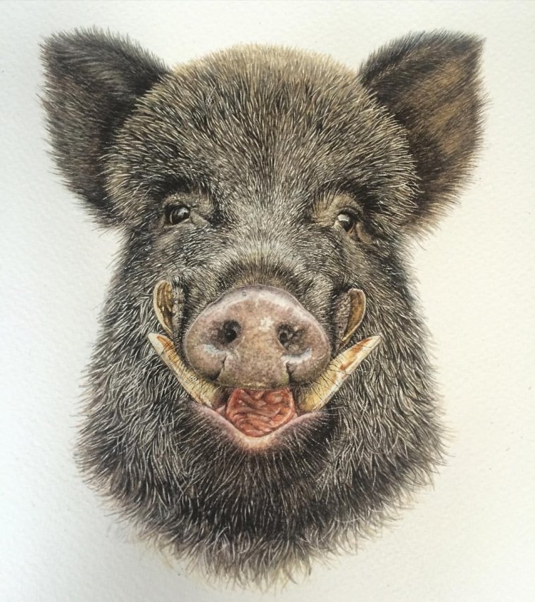 Веселый кабанчик