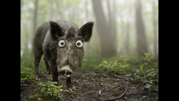 Рыло кабана