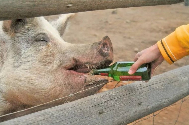 УГАРНЫЙ кабан слабее Льва и тигра