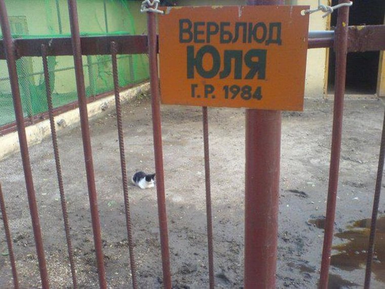 Приколы про Юльку