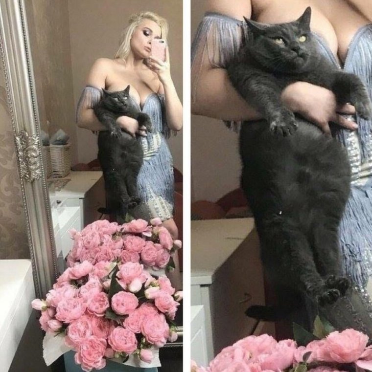 Мемы с котами и Наташей