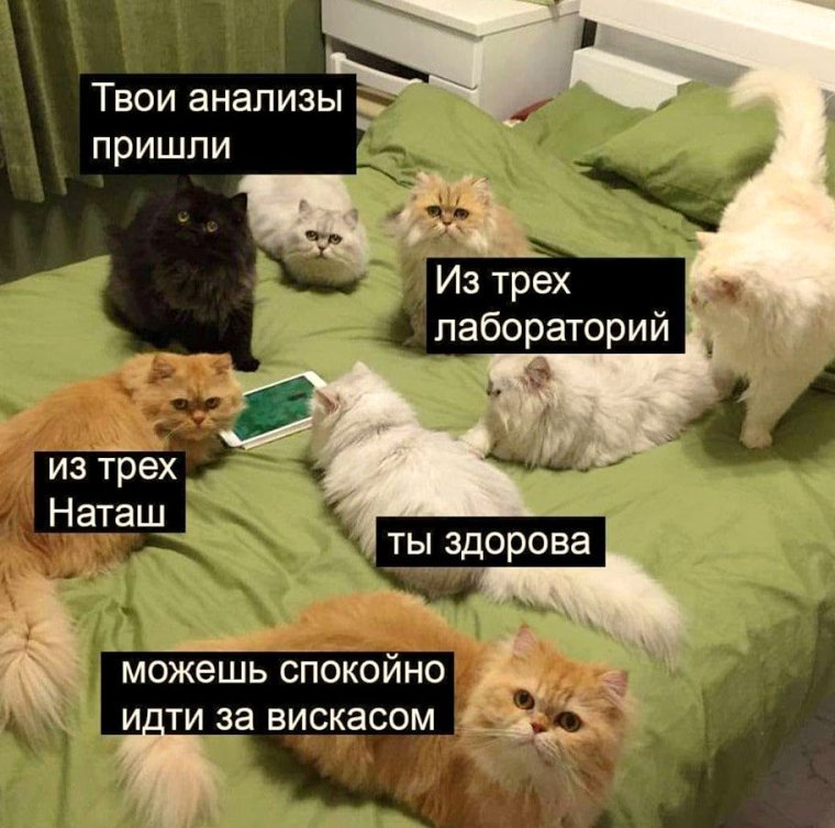 Наташ ты спишь коты