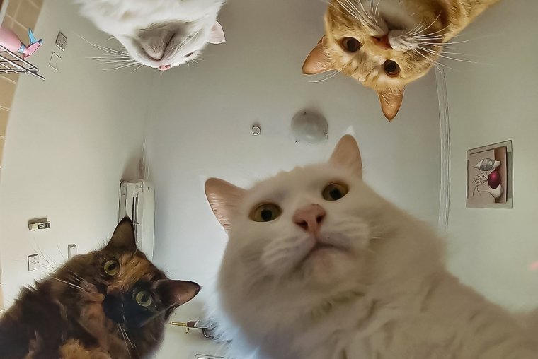 Наташа вставай коты