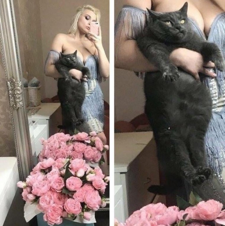 Приколы про котиков и Наташу