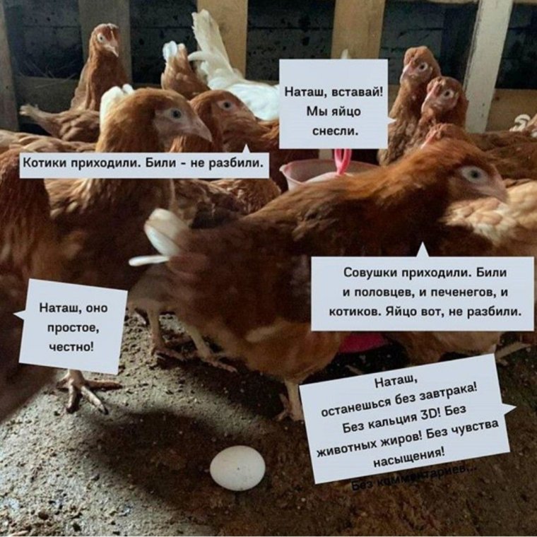 Наташа и коты мемы