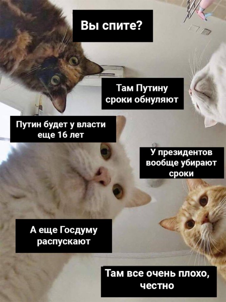 Мемы с котами и Наташей