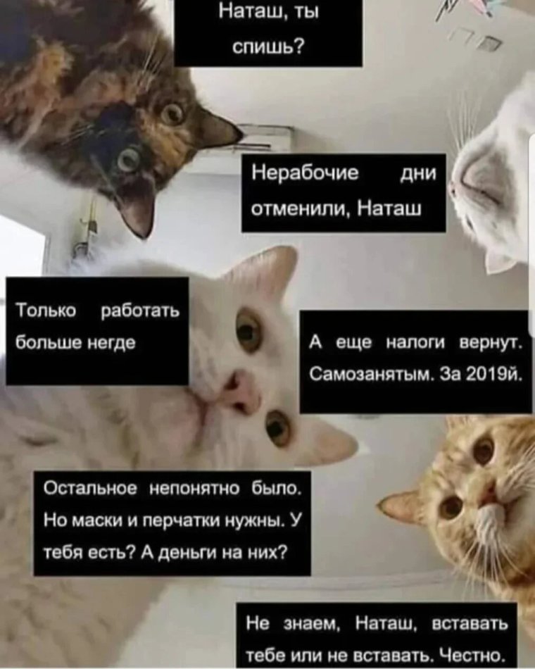 Голубь гопник