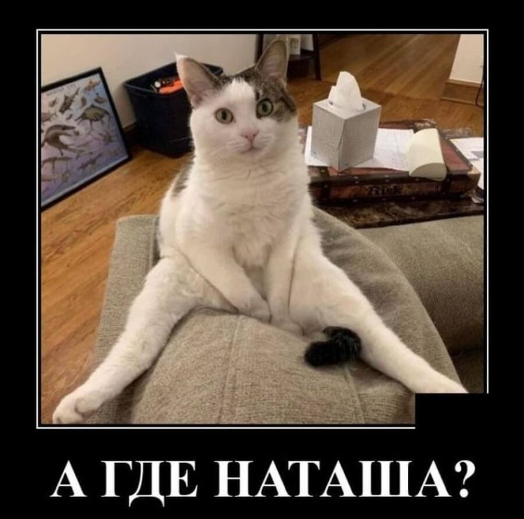 Наташа и коты