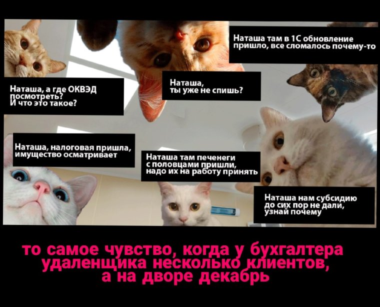 Мемы с котиками