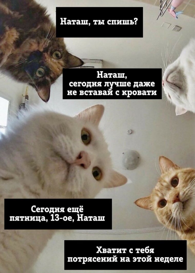 Кошка Наташа в хорошем качестве