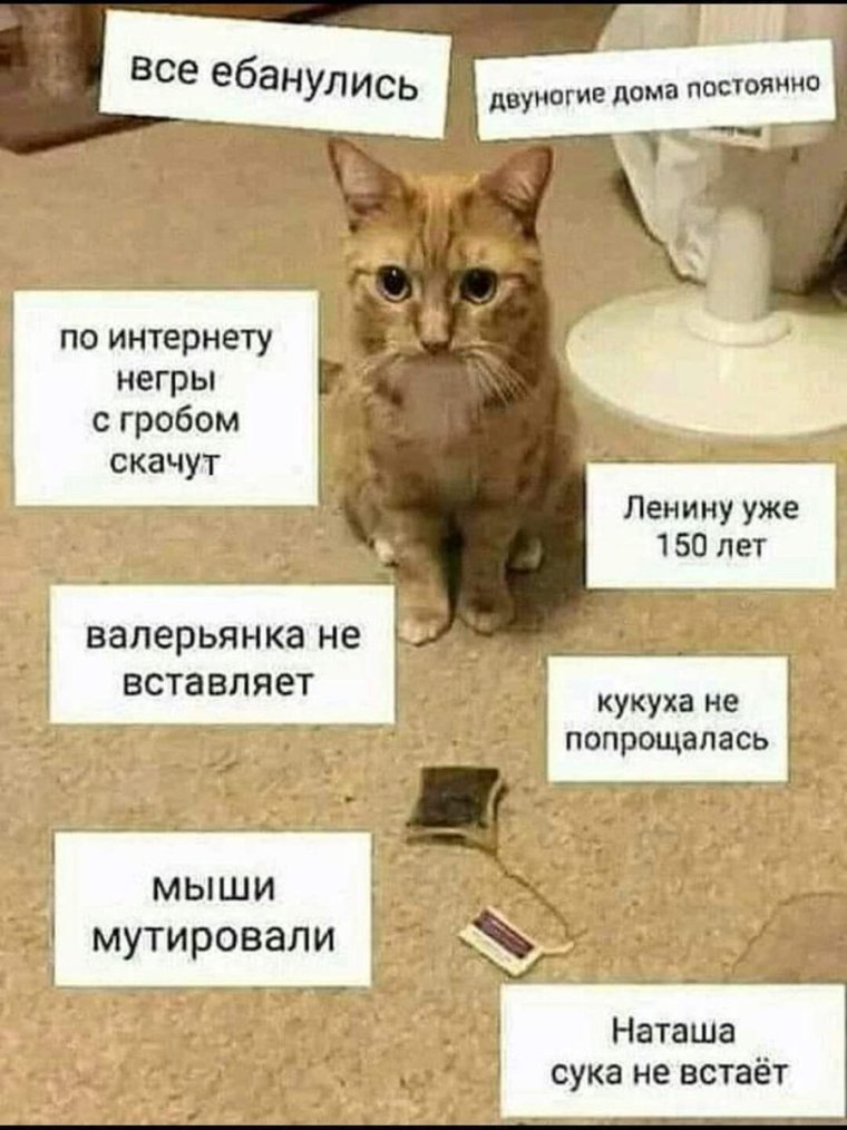 Наташа и коты мемы