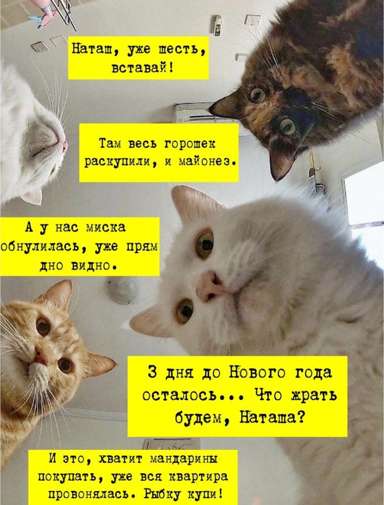 Наташа и коты новое