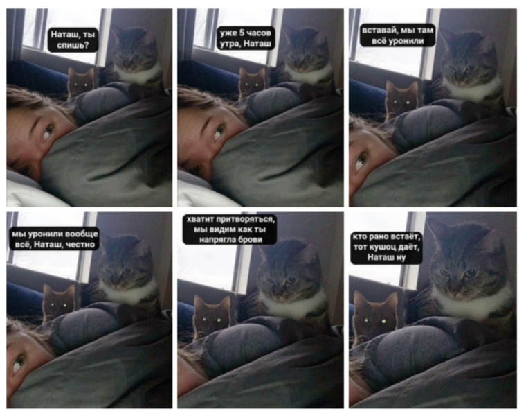 Наташа и коты