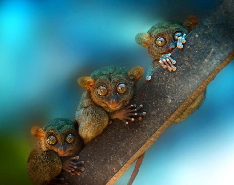 Приколы про Наташу и котов