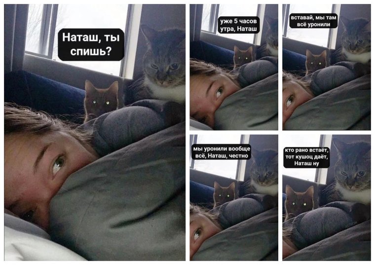 Мемы про Лену и котов