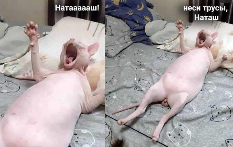 Наташа и коты мемы