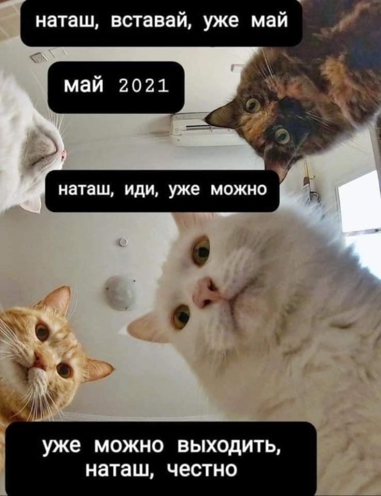 Смешные мемы с котами