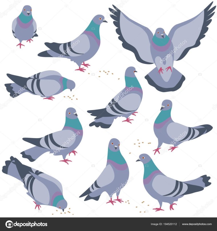 Эскиз голубя маленький