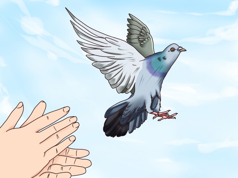 Почтовый голубь в полете