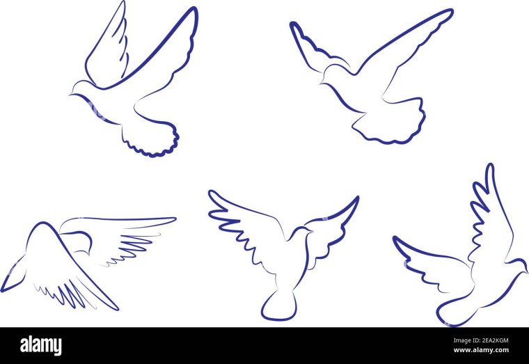 Набросок пара голубей