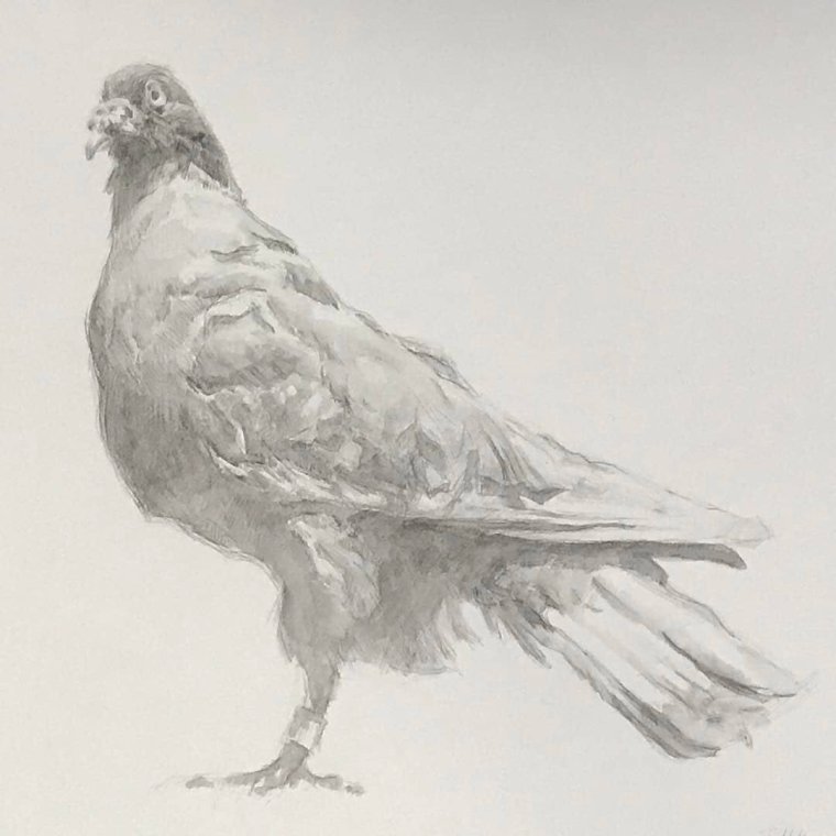 Белая мультяшная птица