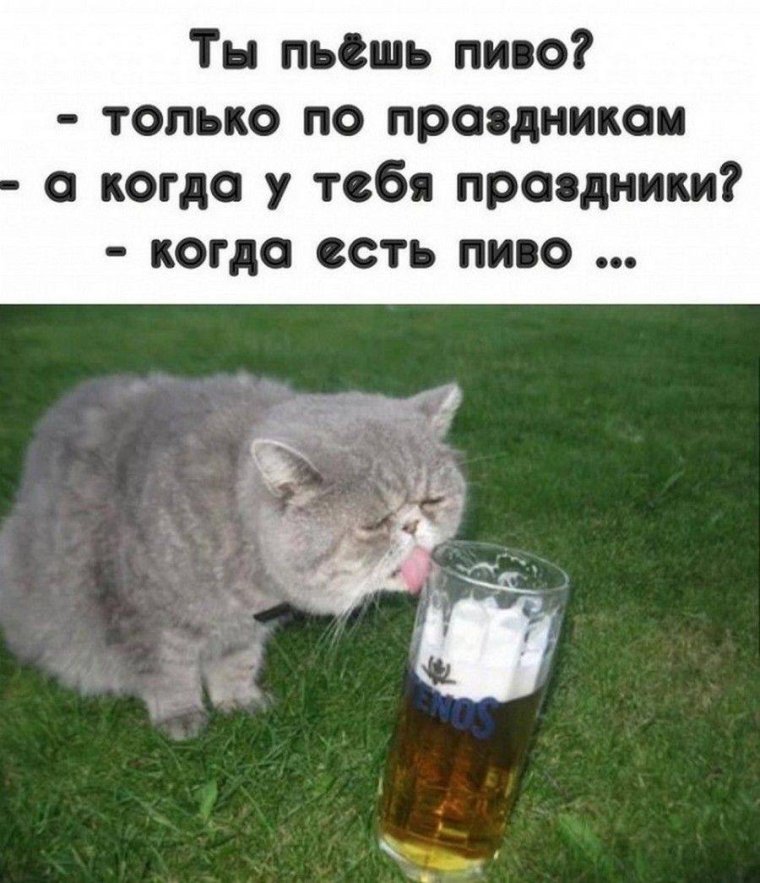 Кот пивасик