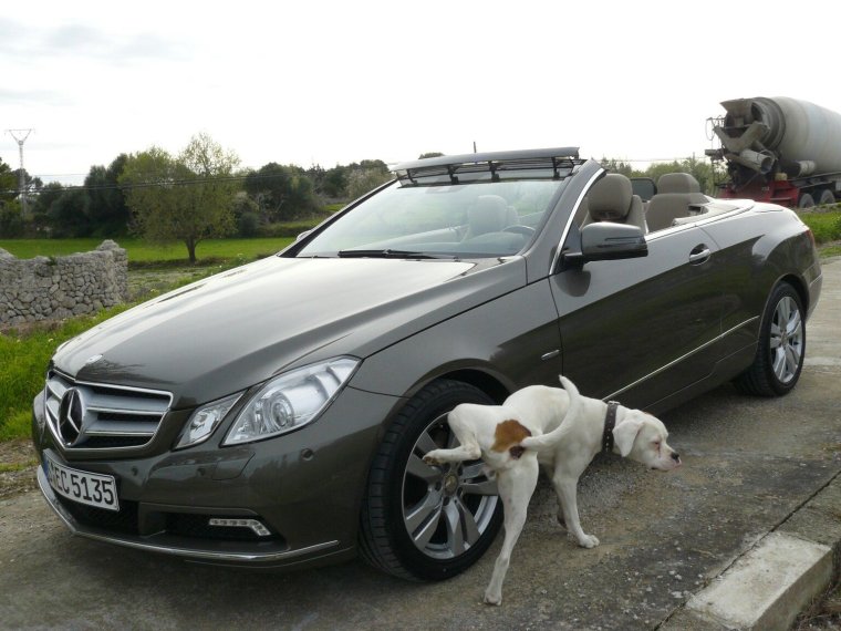 Мерседес и собака