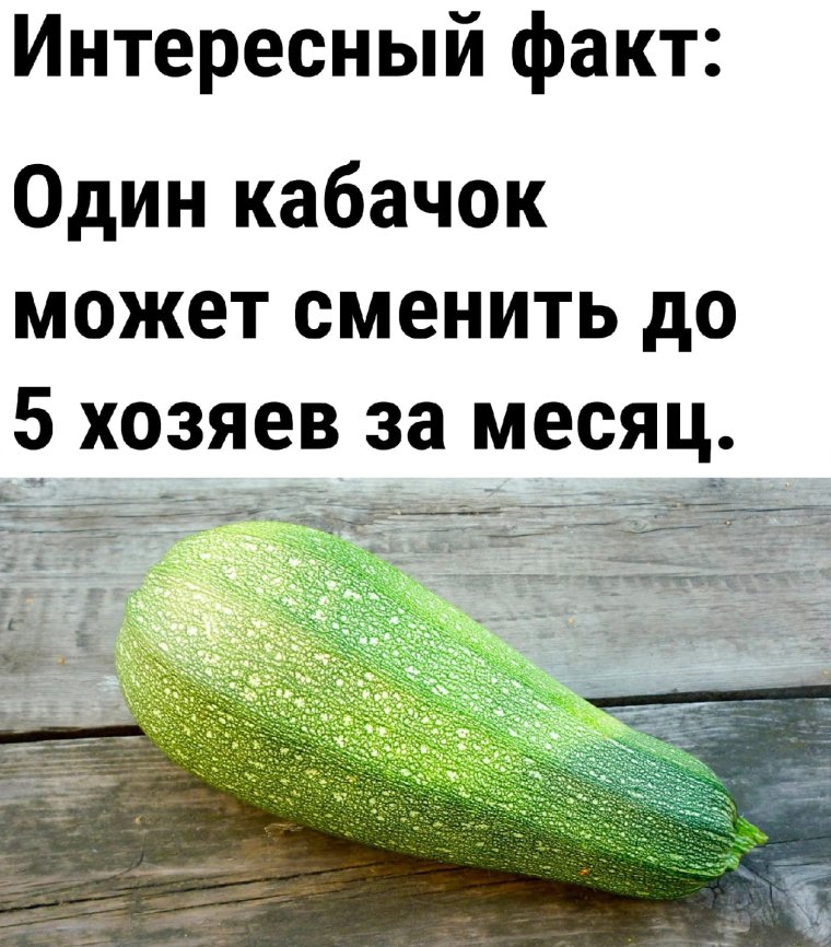 Мемы про кабачки 2022