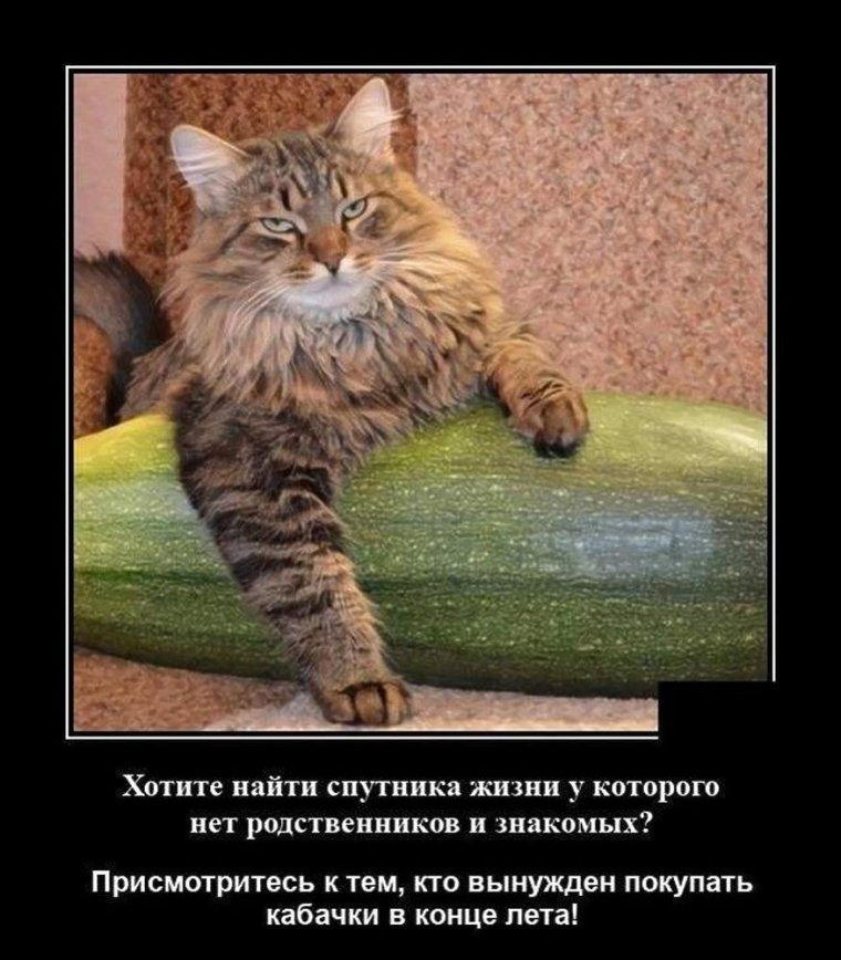 Приколы про кабачки