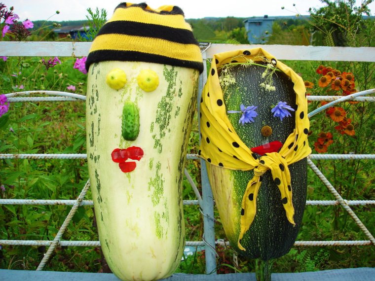 Про кабачки прикольные