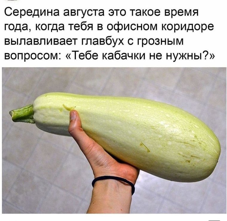 Шутки про кабачки
