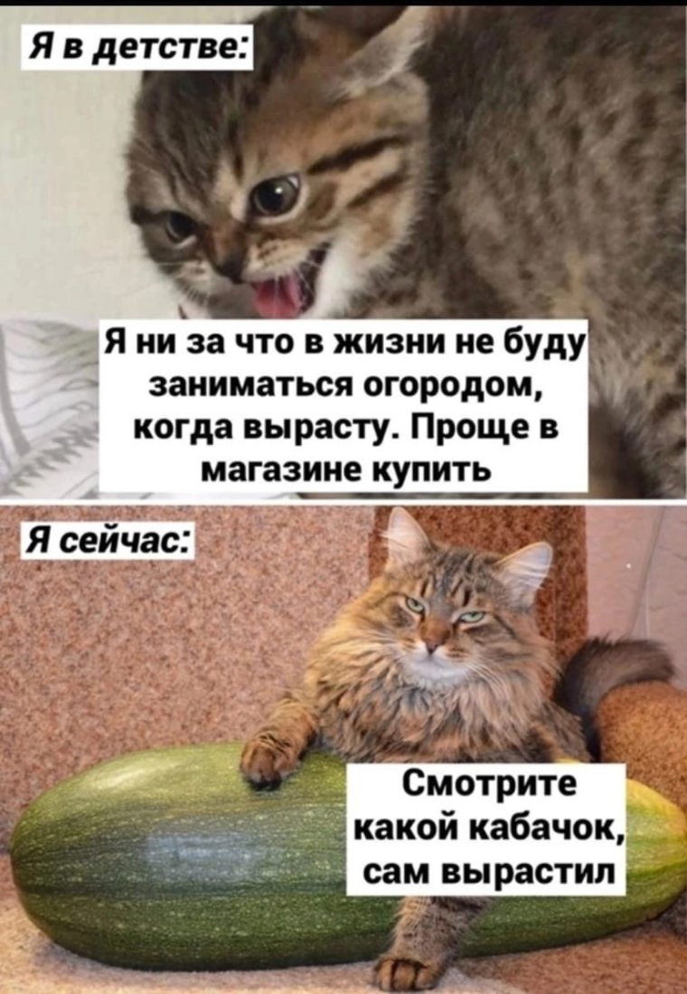 Пушистик жив