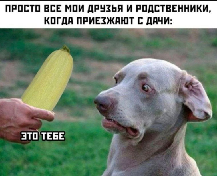 Смешной кабачок